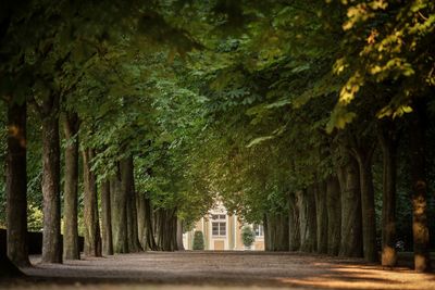 Schloss Bruchsal, Kastanienallee; Foto: Staatliche Schlösser und Gärten Baden-Württemberg, Günther Bayerl